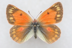 Colias eogene
