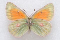 Colias eogene