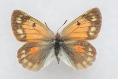 Colias eogene