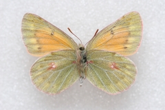 Colias eogene