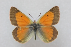 Colias eogene
