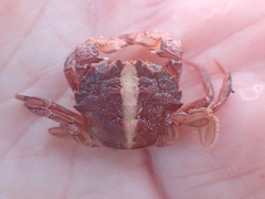 Nectocarcinus antarcticus