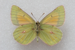 Colias eogene