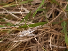 Phaulacridium vittatum