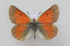 Colias eogene
