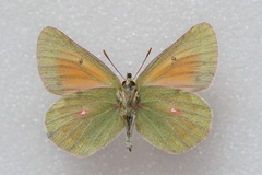 Colias eogene