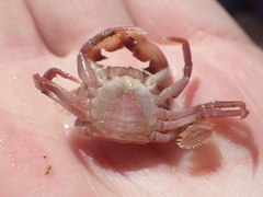 Nectocarcinus antarcticus