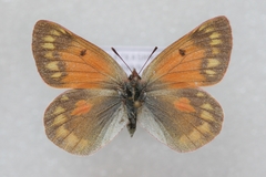 Colias eogene