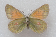 Colias eogene