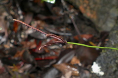 Actinostachys laevigata