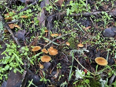 Marasmius plicatulus