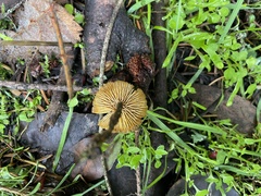 Marasmius plicatulus