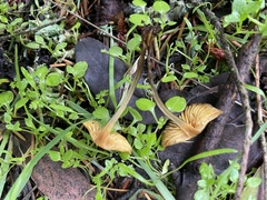 Marasmius plicatulus