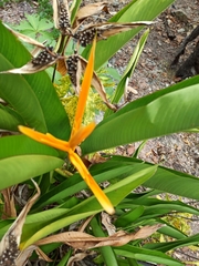 Heliconia latispatha
