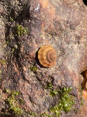 Bembicium