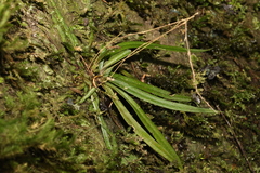 Sarcochilus ceciliae