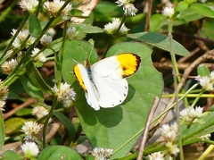 Colotis aurora