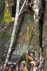 Actinostachys laevigata