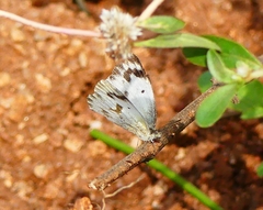Colotis