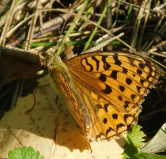 Argynnis adippe