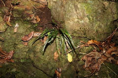 Asplenium attenuatum