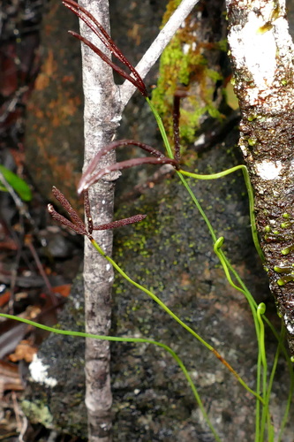 Actinostachys laevigata observed 2022-11-09