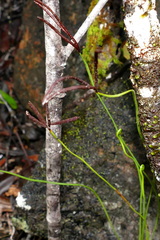 Actinostachys laevigata