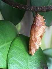 Protogoniomorpha parhassus