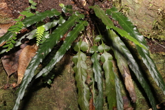 Asplenium attenuatum