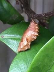 Protogoniomorpha parhassus