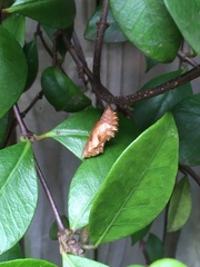 Protogoniomorpha parhassus
