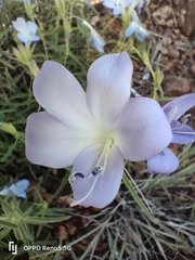 Barleria meyeriana