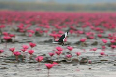 Nettapus coromandelianus