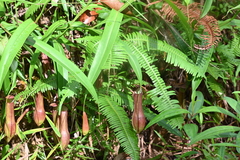 Nepenthes gracilis