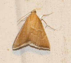 Glaphyriinae