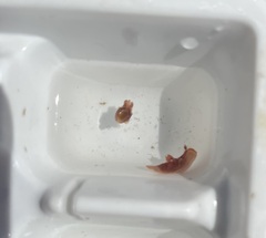 Polycera parvula
