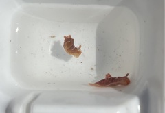 Polycera parvula