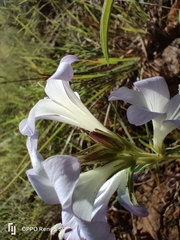 Barleria meyeriana