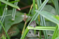 Ypthima pandocus