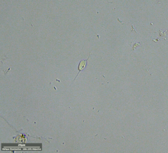 Euglenozoa