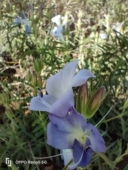 Barleria meyeriana