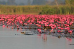 Nettapus coromandelianus