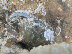 Charybdis japonica
