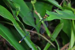 Coeliccia chromothorax