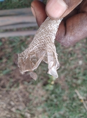 Toxicodryas blandingii