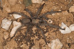 Chaetopelma olivaceum