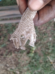 Toxicodryas blandingii