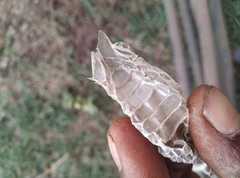 Toxicodryas blandingii