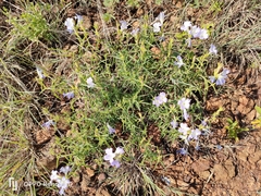 Barleria meyeriana