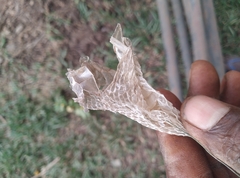 Toxicodryas blandingii